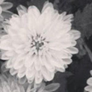 Meet your Posher, Reem